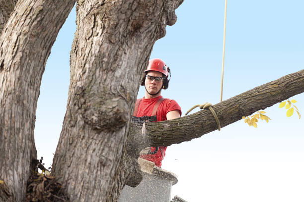 Reliable Marshall, IL Tree Removal Services Solutions